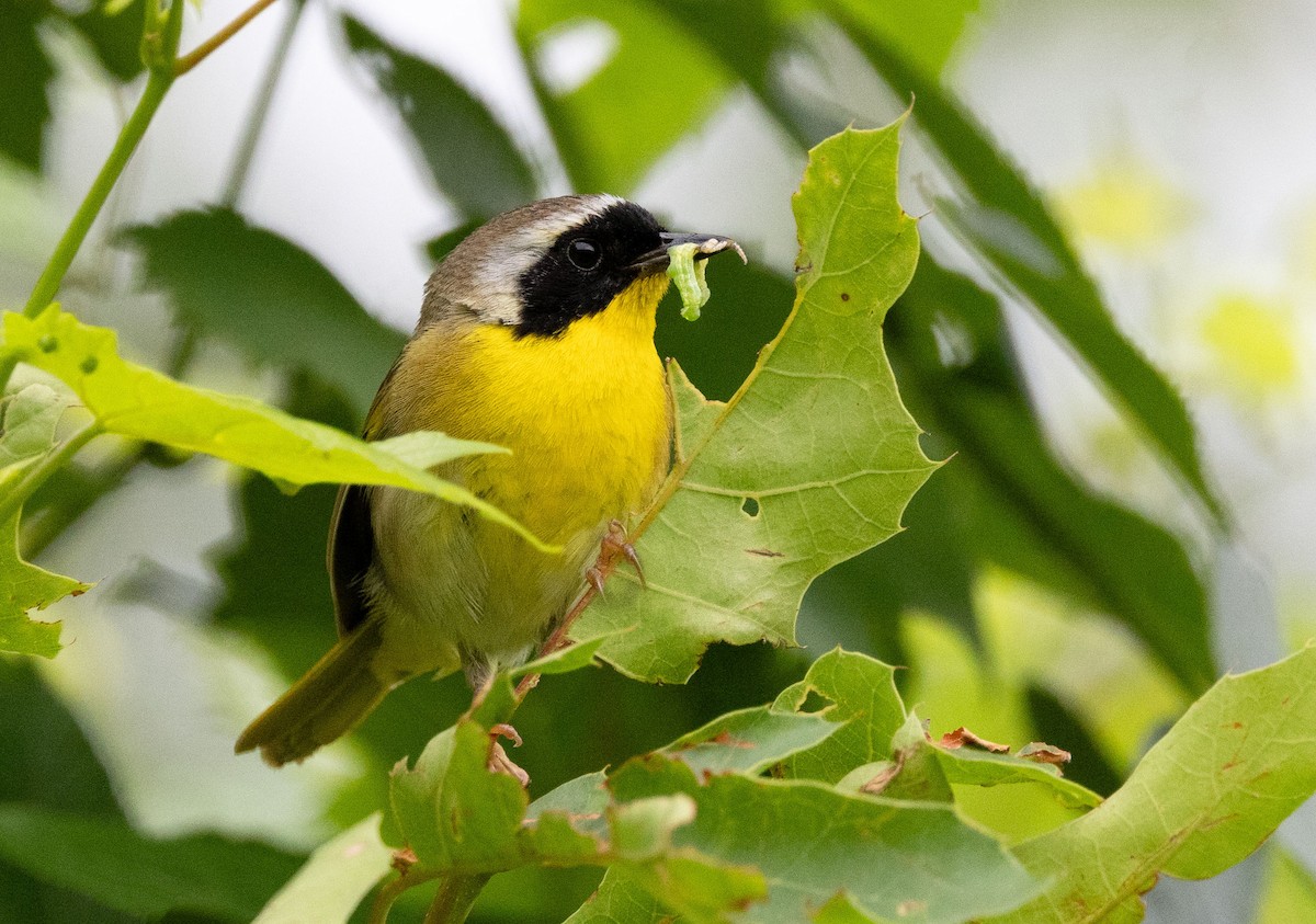 Common Yellowthroat - ML620713935