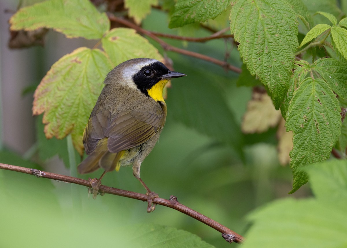 Common Yellowthroat - ML620713936