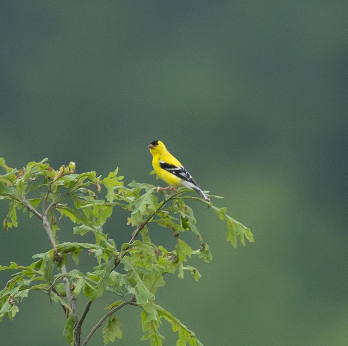 American Goldfinch - ML620713937