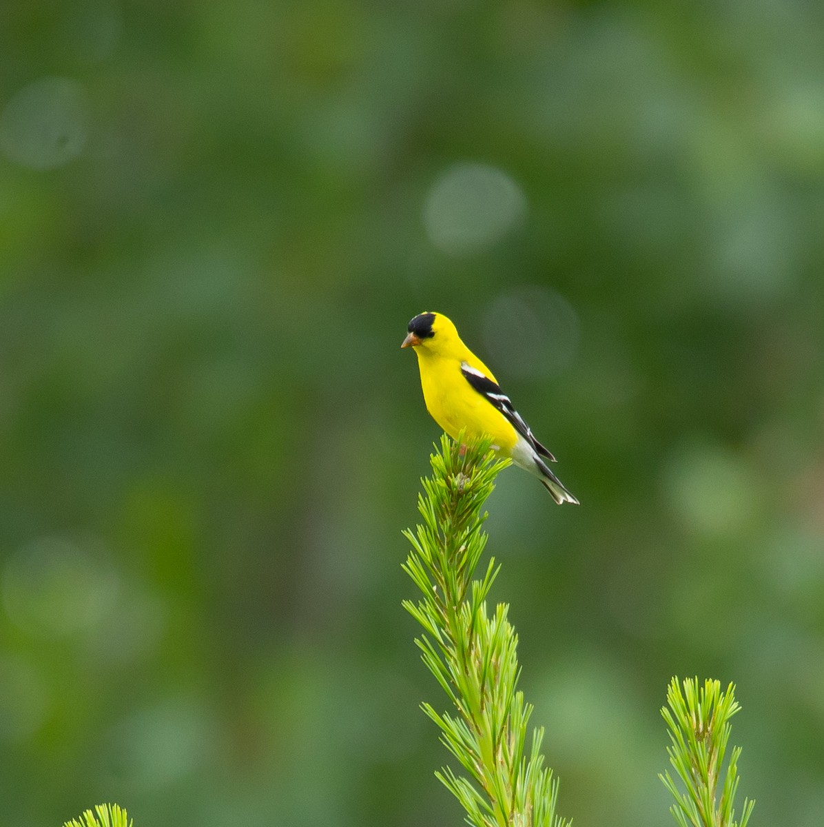 American Goldfinch - ML620713938