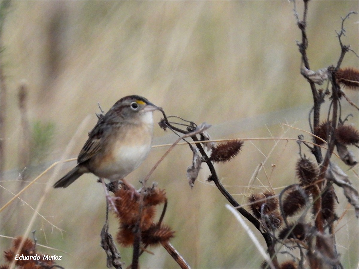 Grassland Sparrow - ML620713943