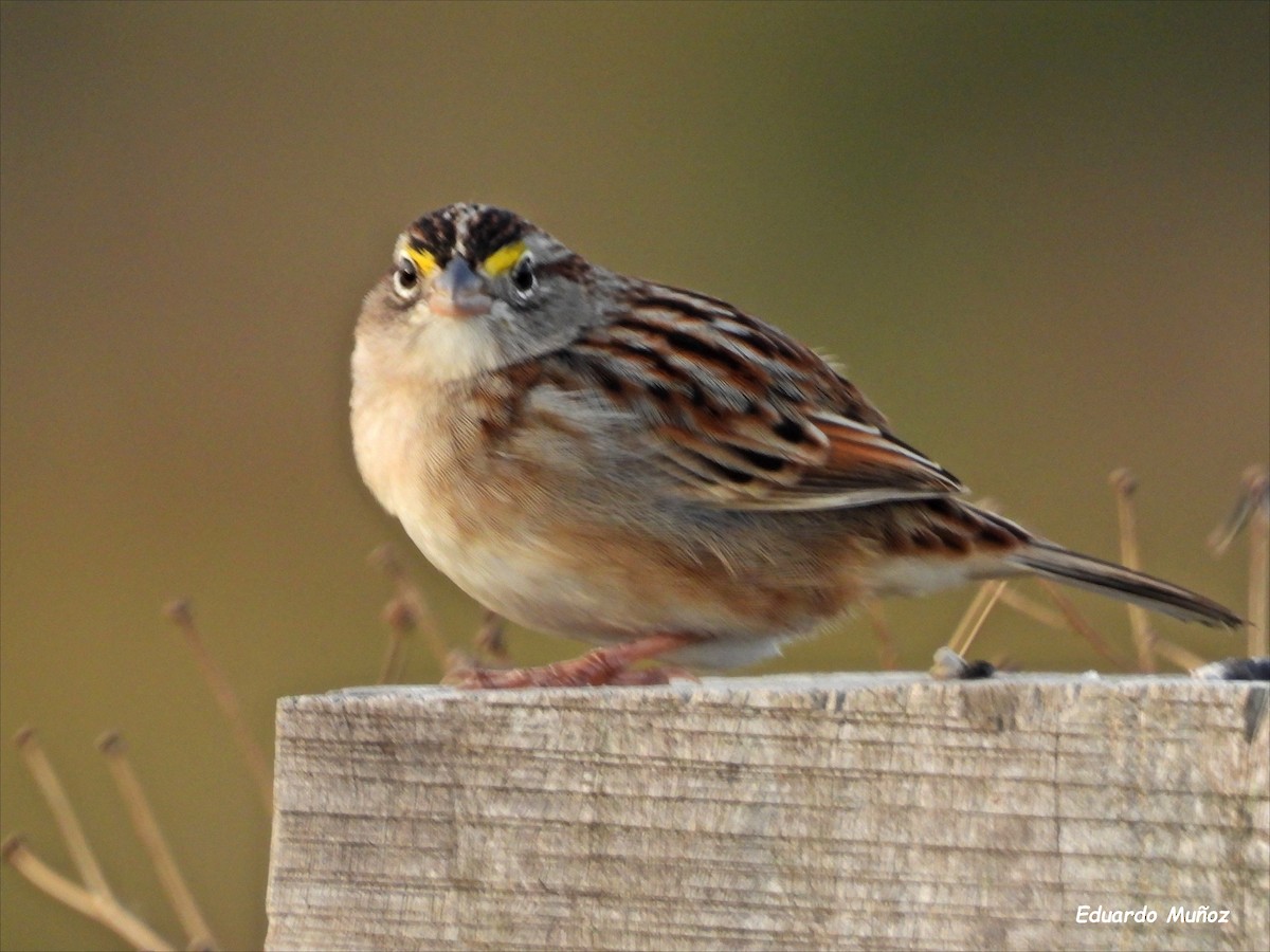 Grassland Sparrow - ML620713944