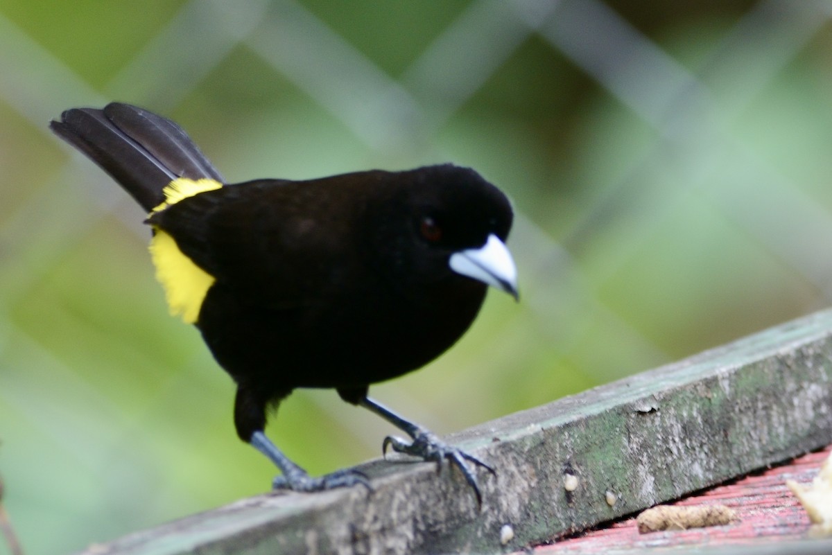 Flame-rumped Tanager - ML620713945