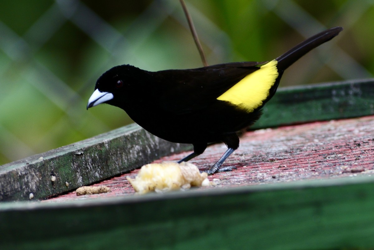 Flame-rumped Tanager - ML620713946