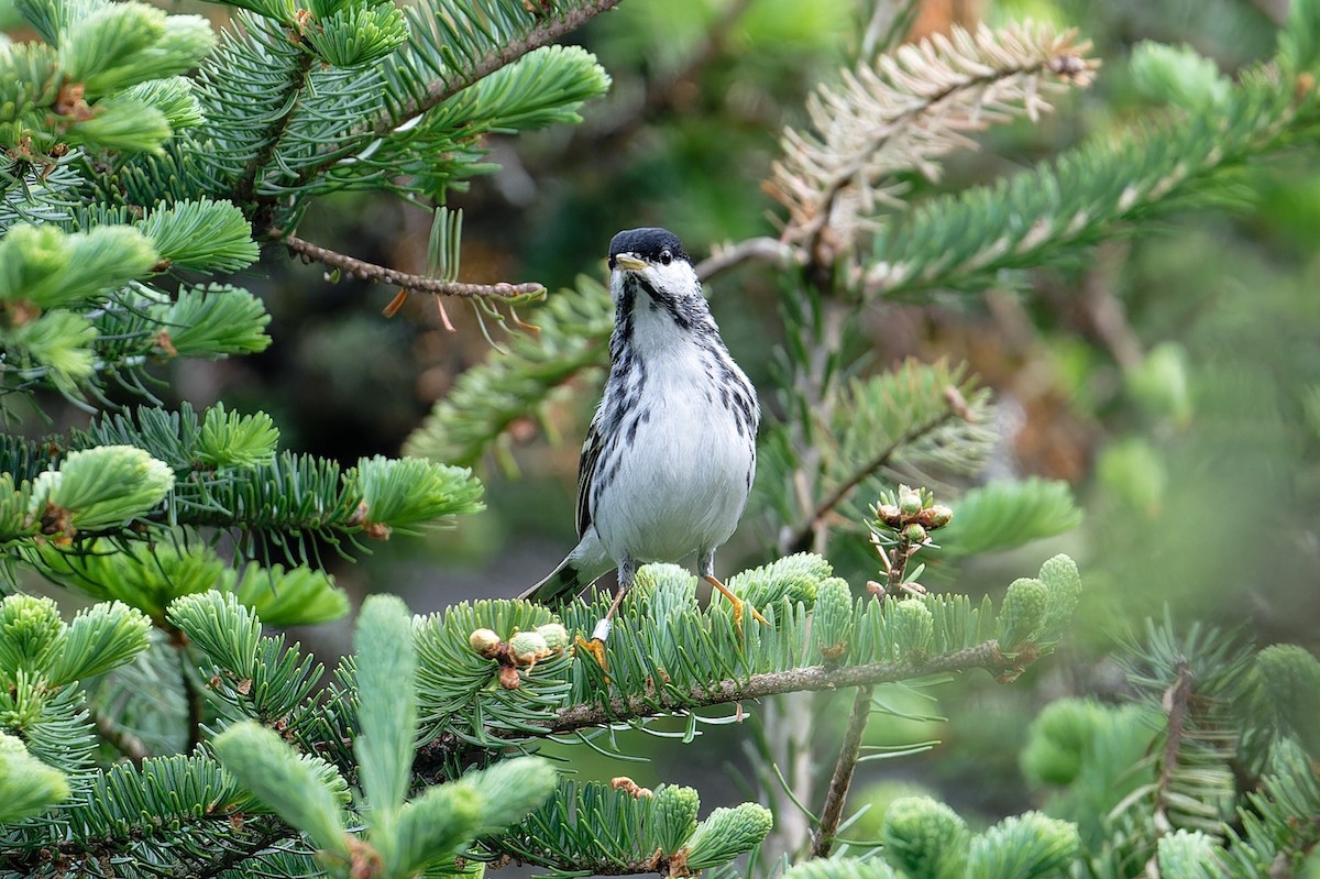 Blackpoll Warbler - ML620713949