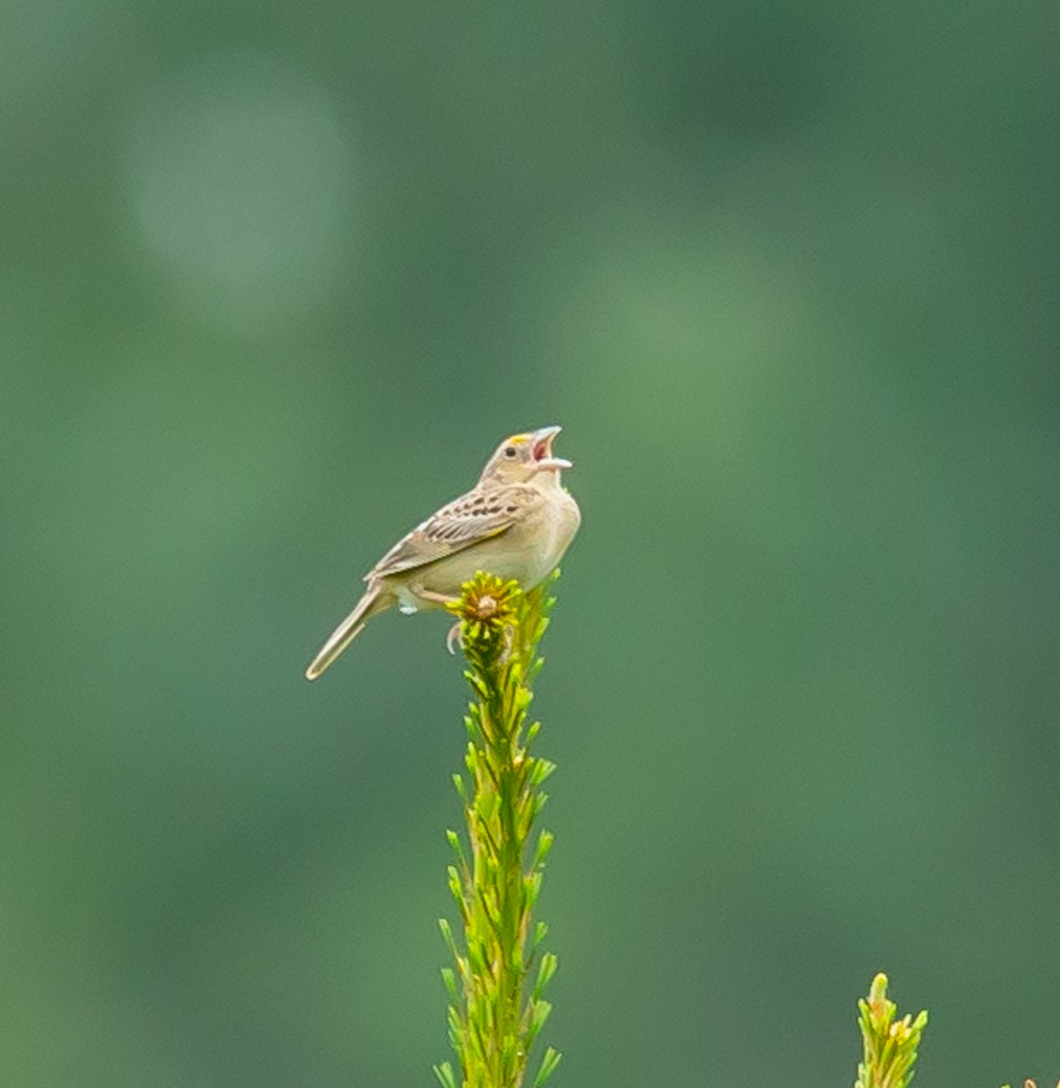 Grasshopper Sparrow - ML620713958
