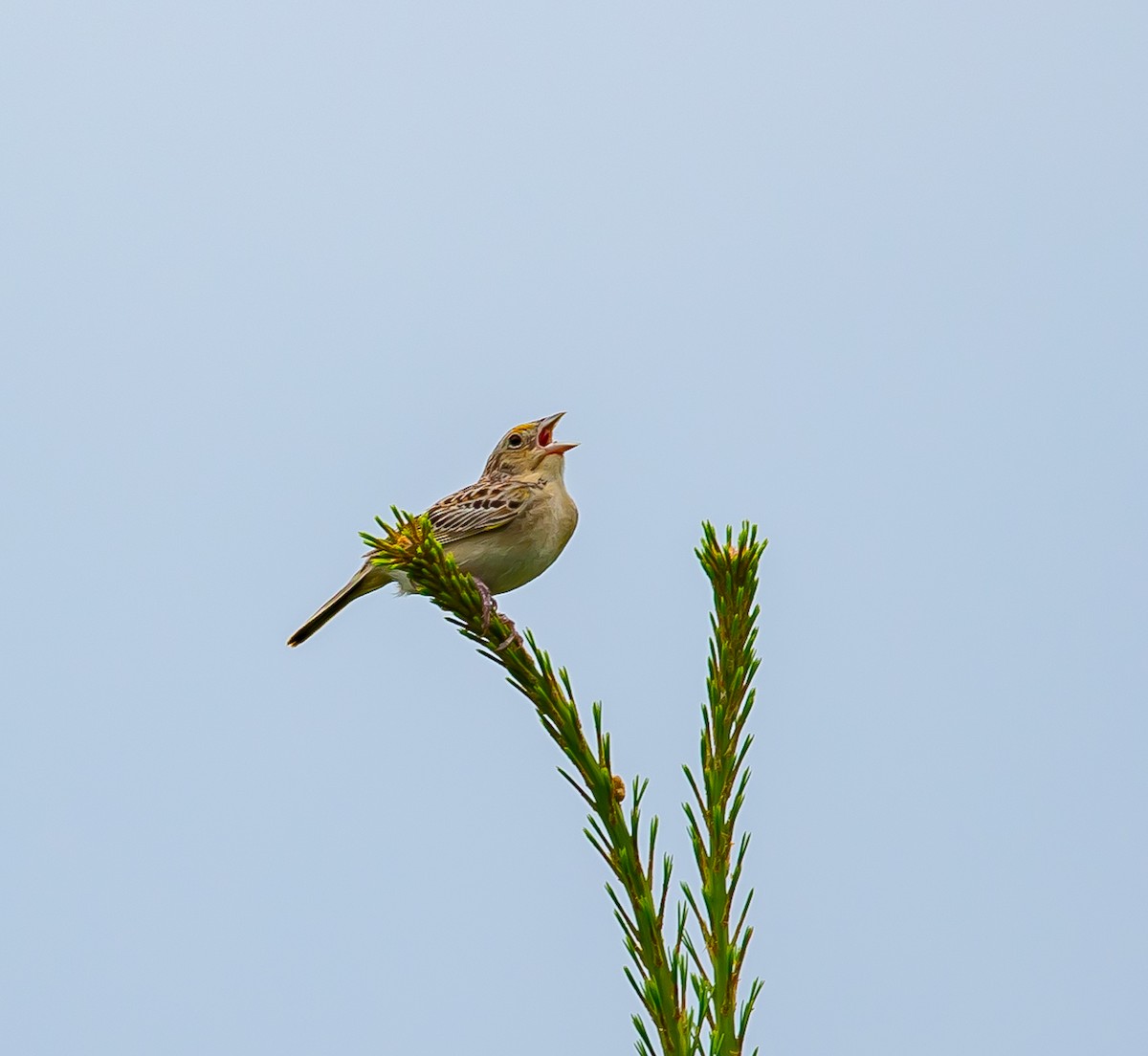 Grasshopper Sparrow - ML620713959