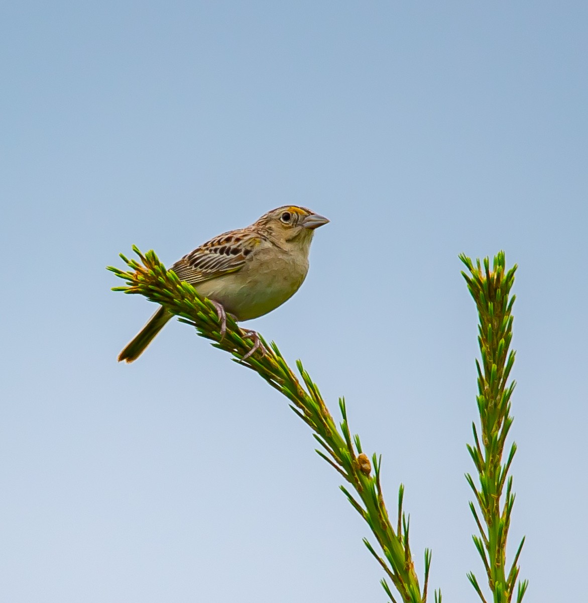 Grasshopper Sparrow - ML620713961