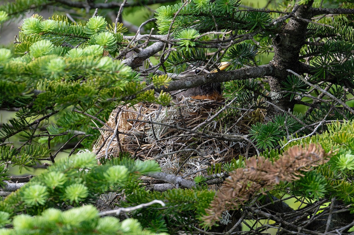 American Robin - ML620713963