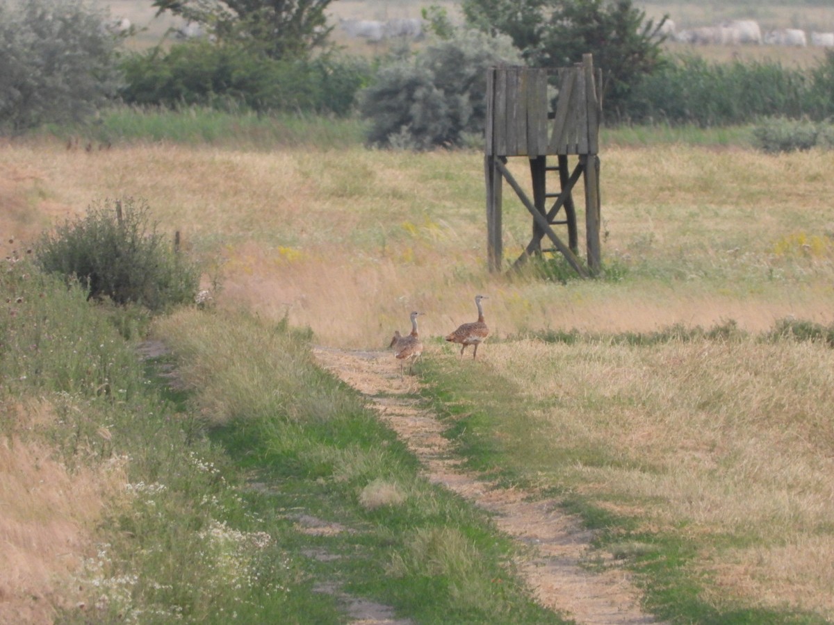 Great Bustard - ML620713967