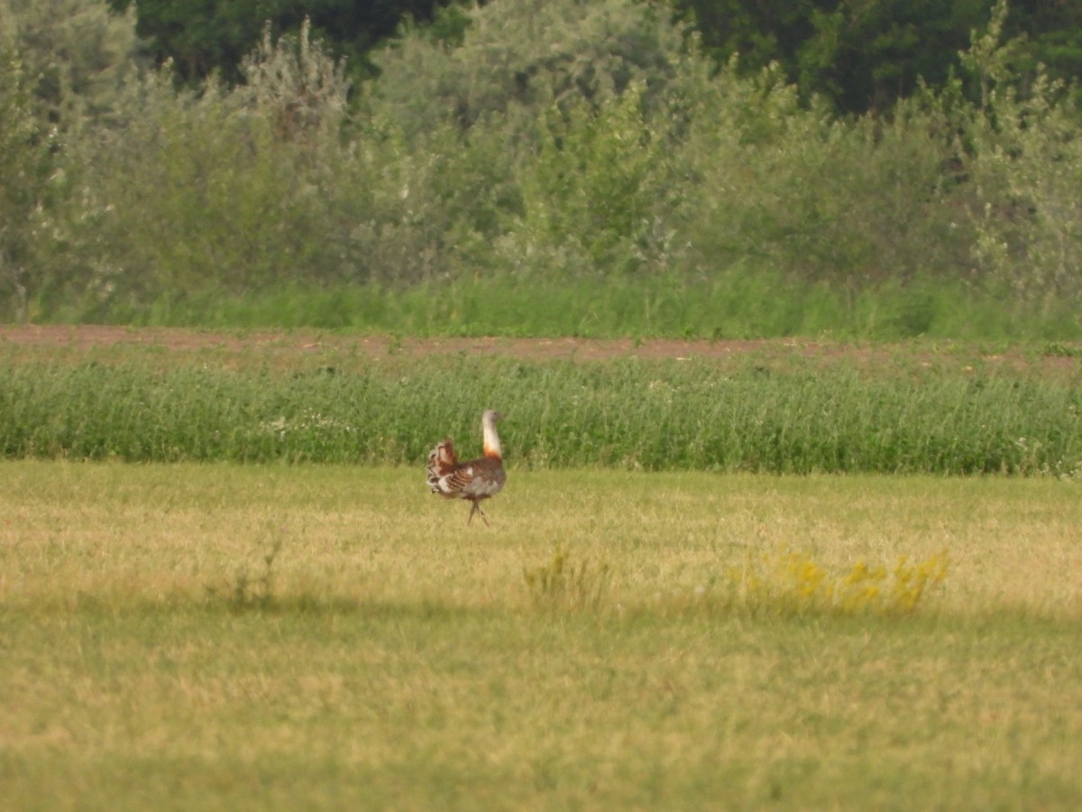 Great Bustard - ML620713968