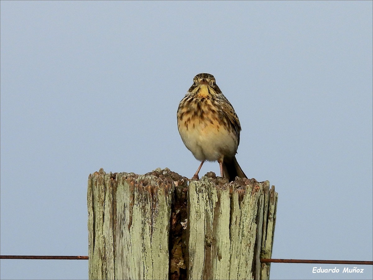 Short-billed Pipit - ML620713970