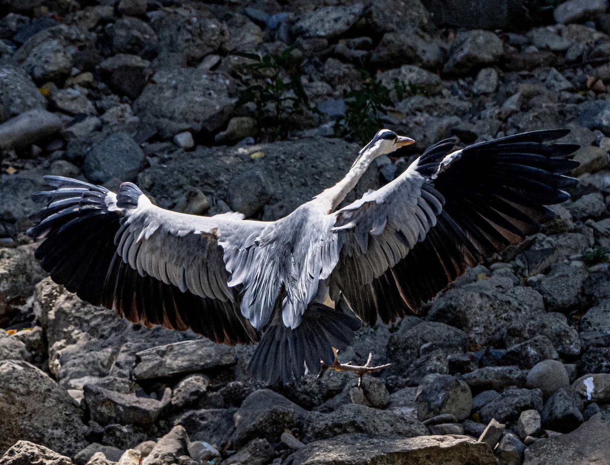 Gray Heron - Pete Myers