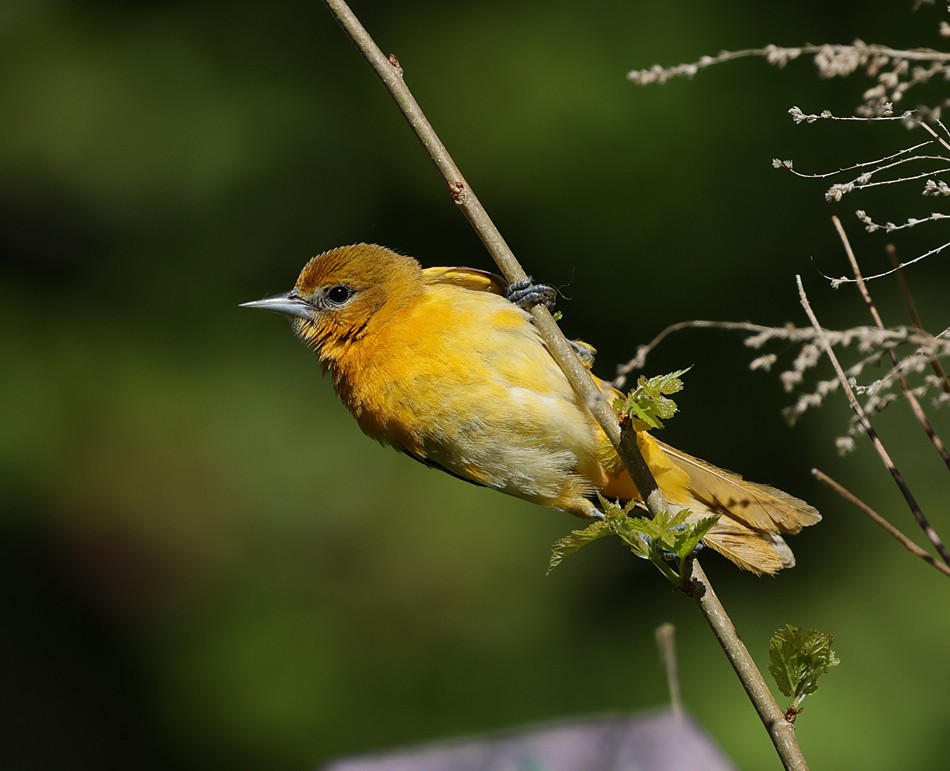 Baltimore Oriole - ML620713977