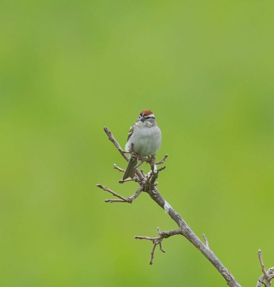 Chipping Sparrow - ML620713980