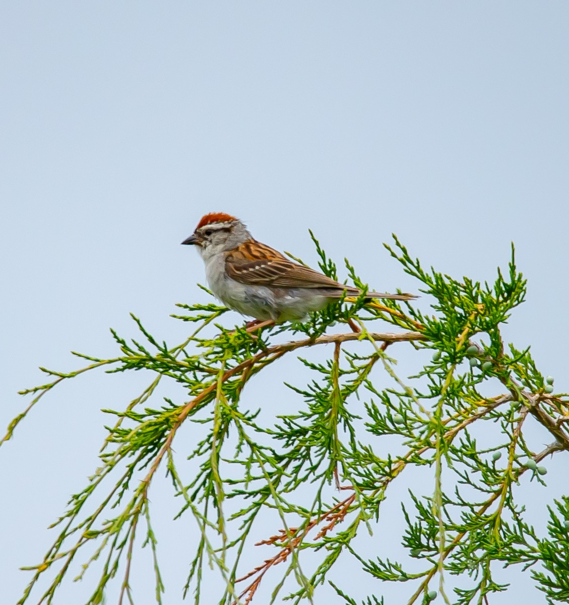 Chipping Sparrow - ML620713981