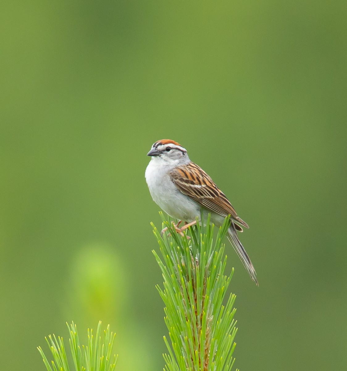 Chipping Sparrow - ML620713982