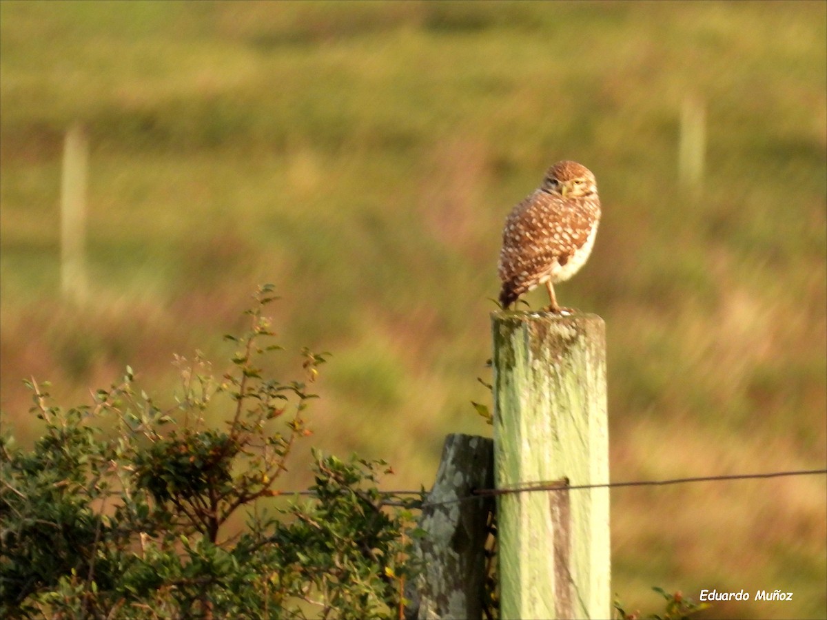 Burrowing Owl - ML620713983