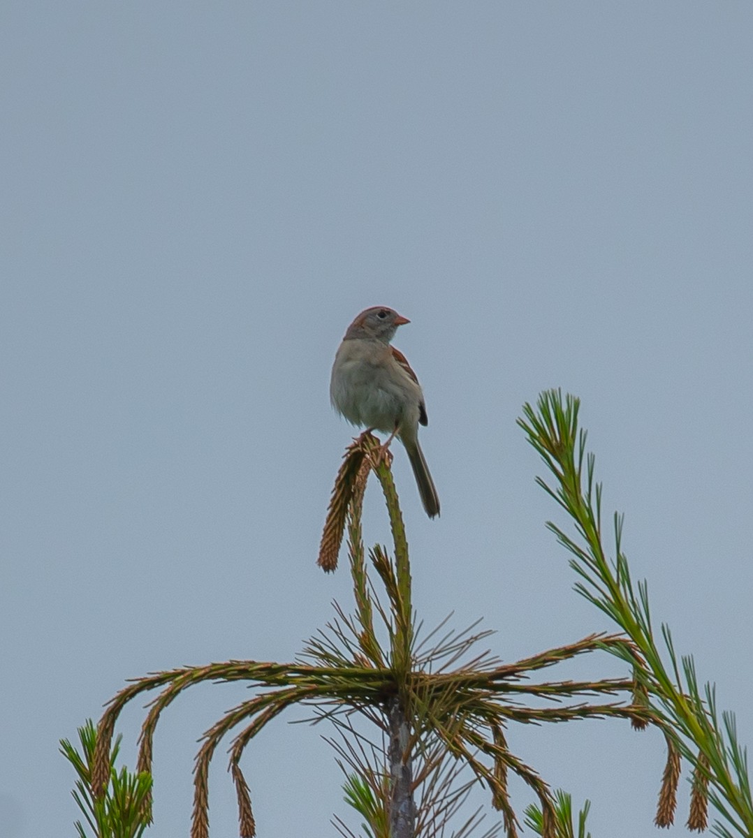 Field Sparrow - ML620713989