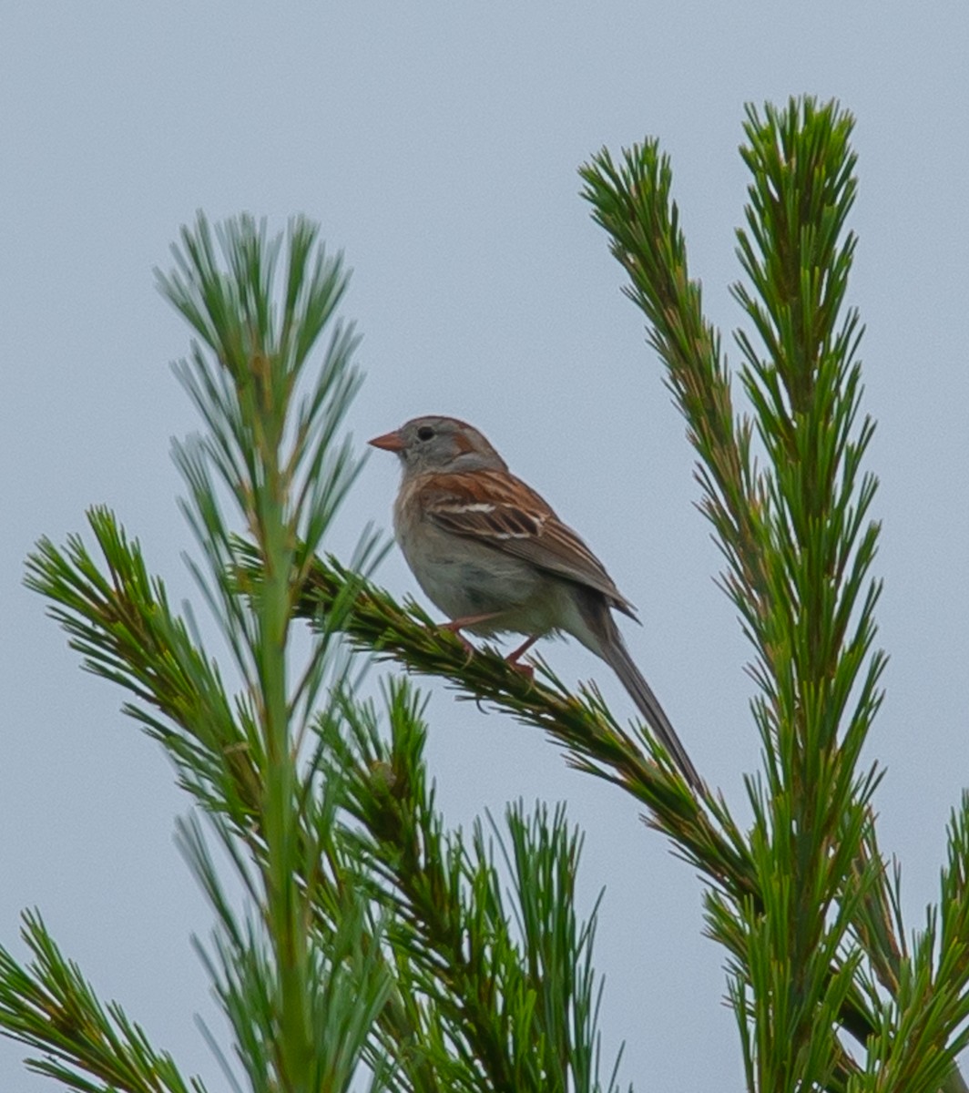 Field Sparrow - ML620713990