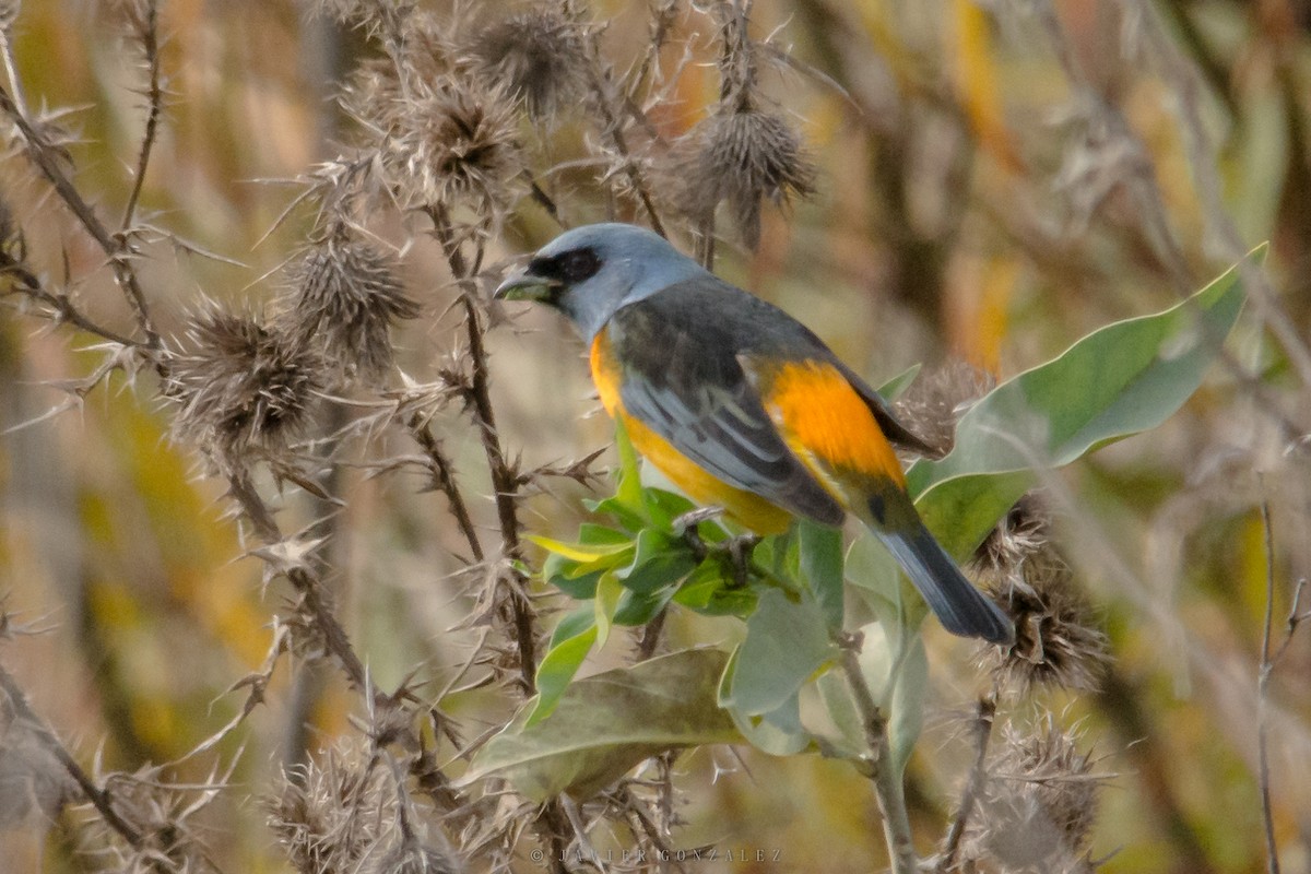 Blue-and-yellow Tanager - ML620713992