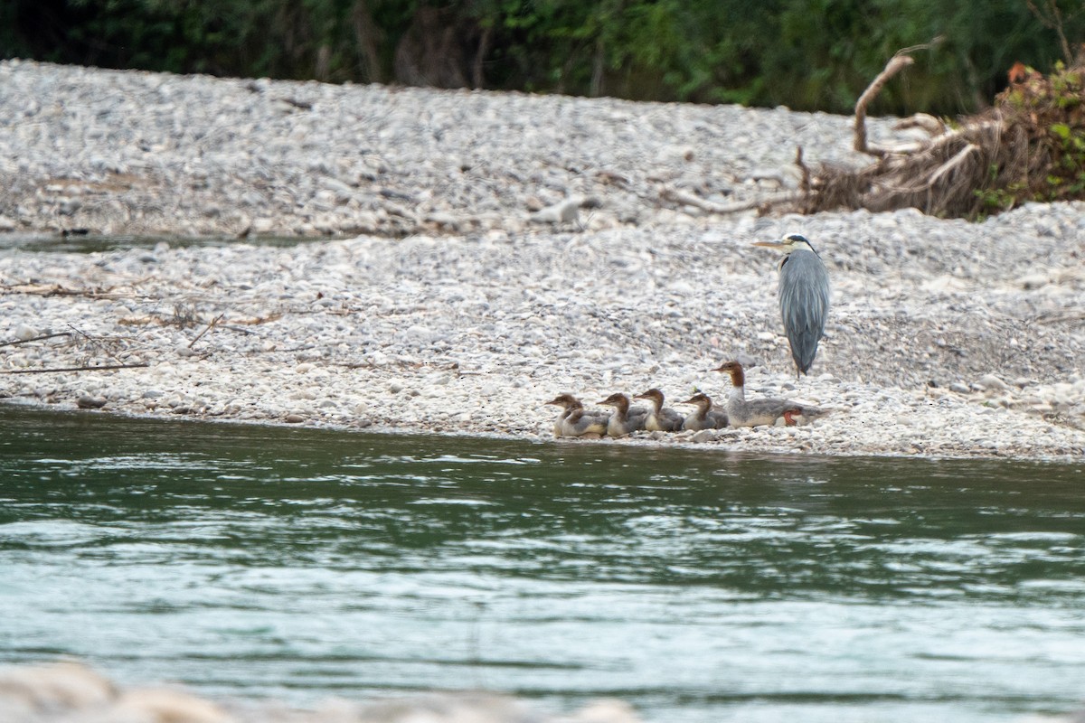 Common Merganser - Hichem MACHOUK