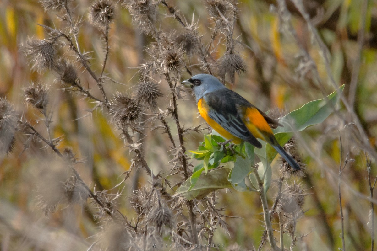 Blue-and-yellow Tanager - ML620713994