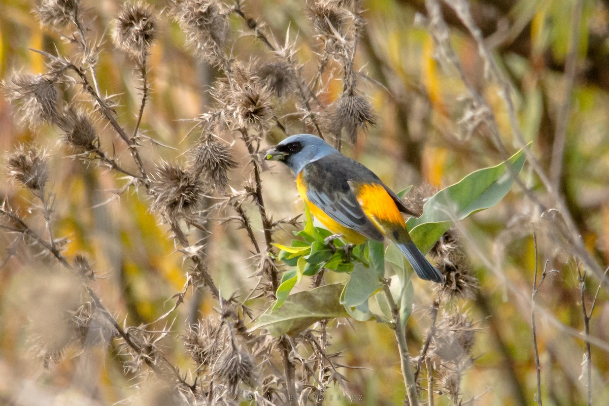 Blue-and-yellow Tanager - ML620713995