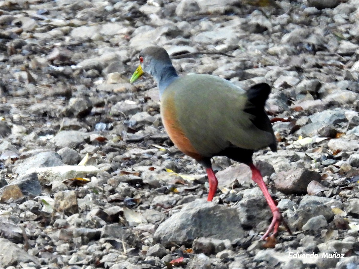 Gray-cowled Wood-Rail - ML620713996