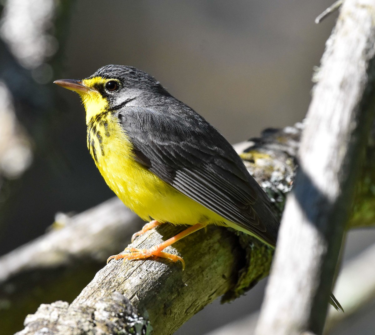 Canada Warbler - ML620714000