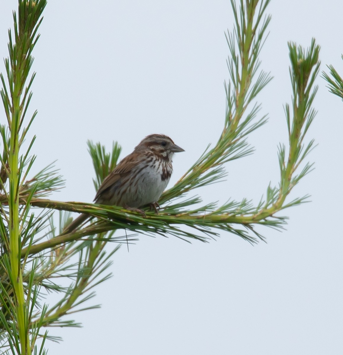 Song Sparrow - ML620714001