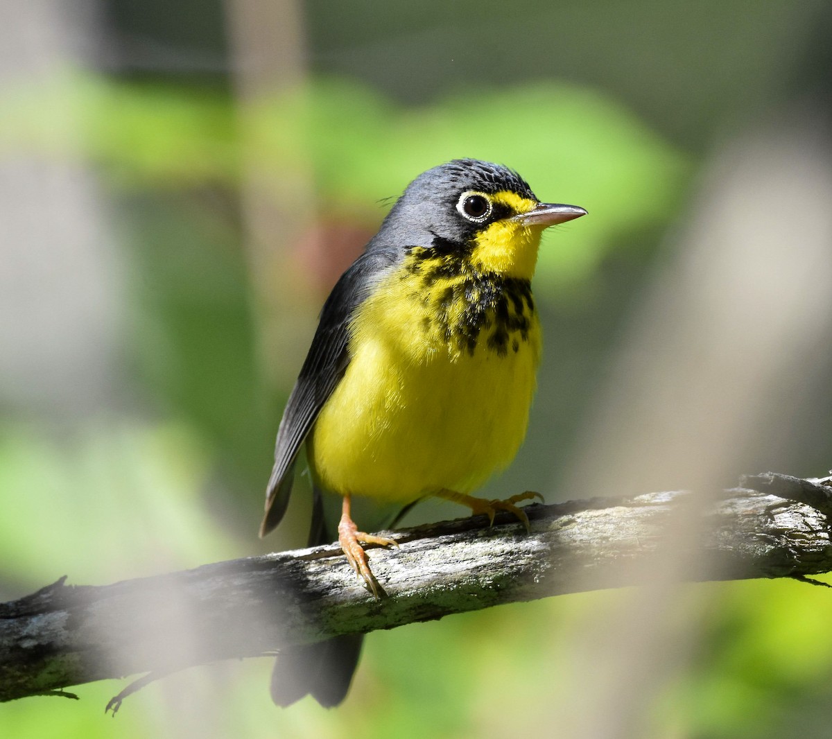 Canada Warbler - ML620714003