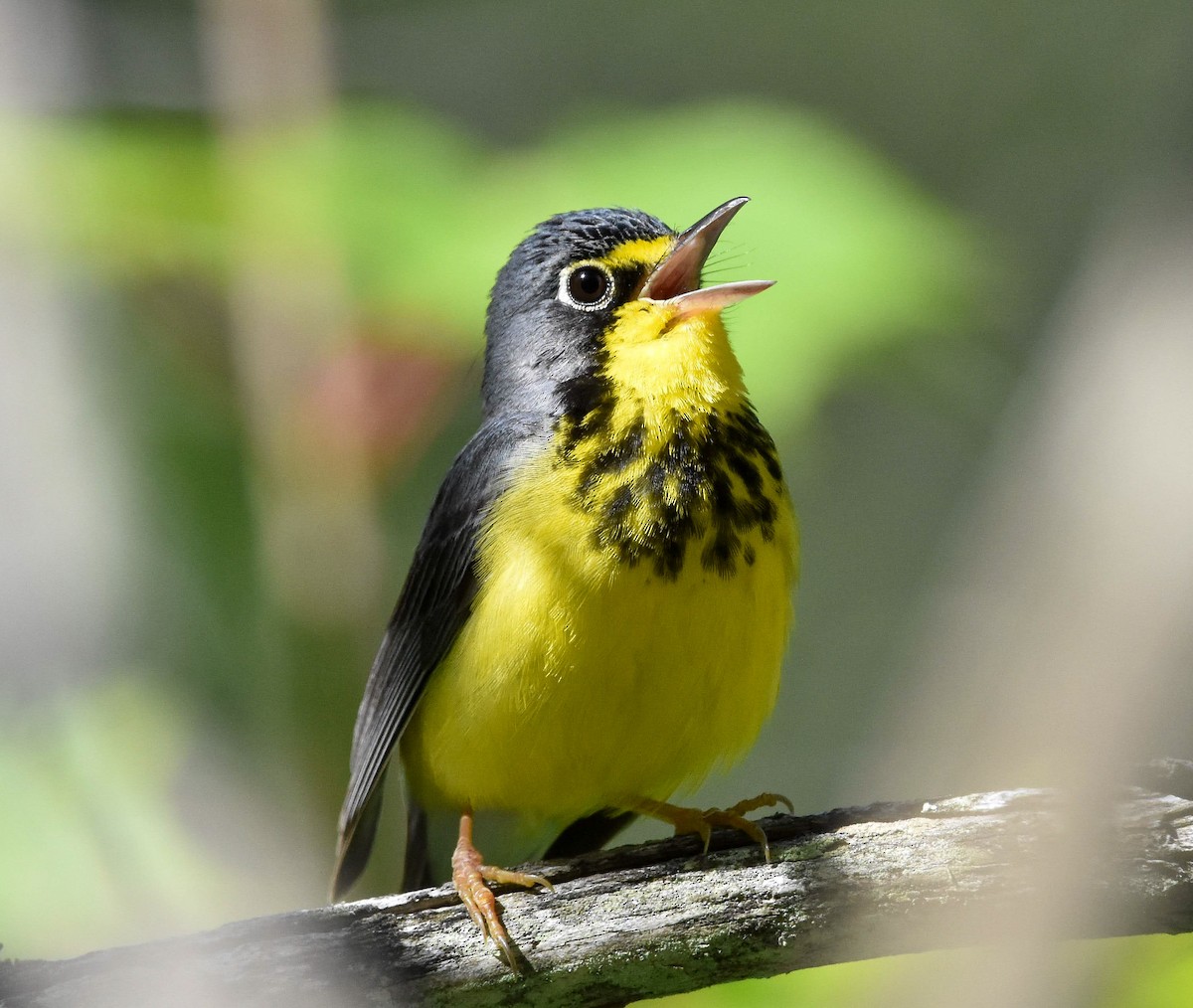 Canada Warbler - ML620714004