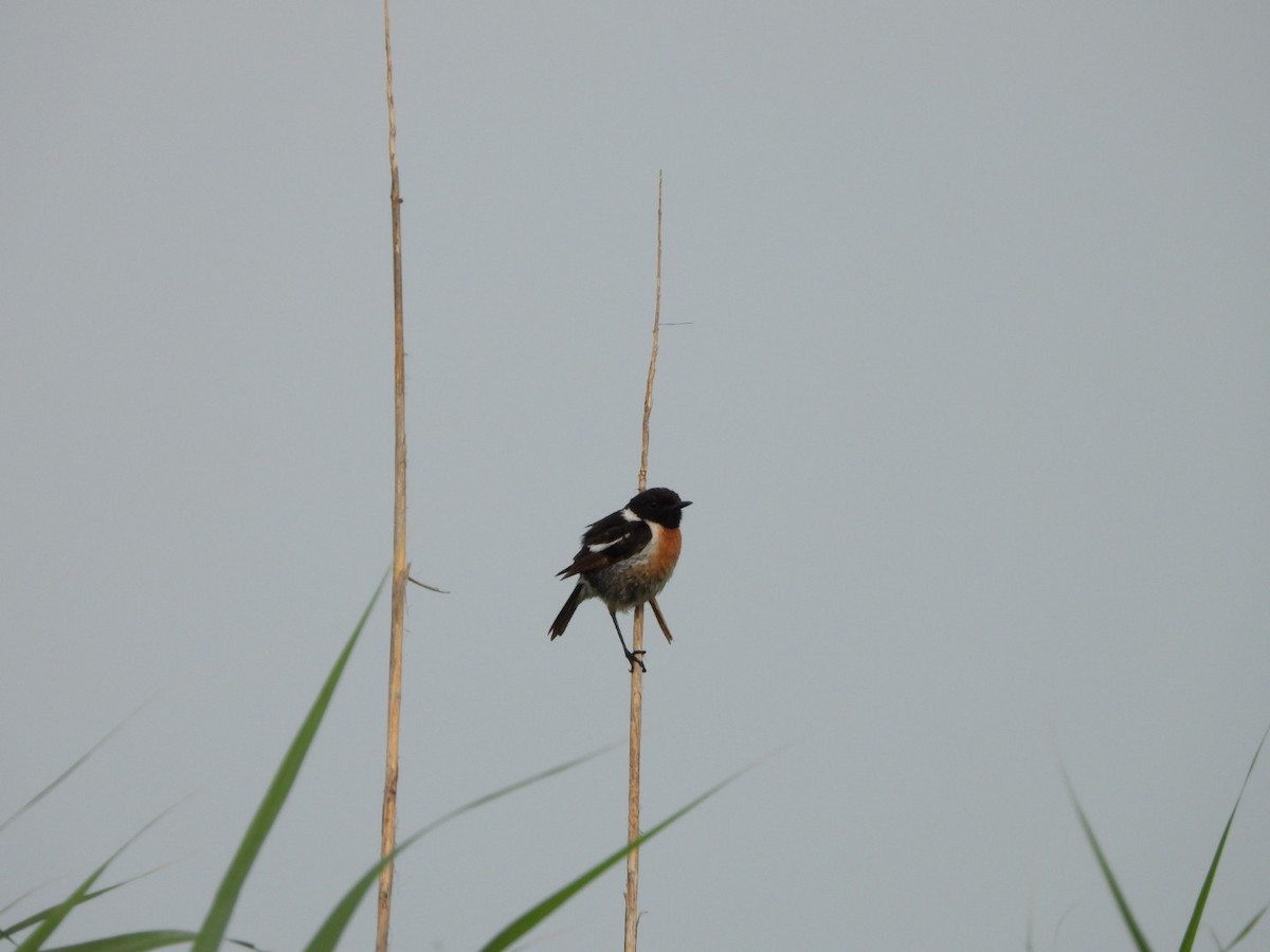 European Stonechat - ML620714006