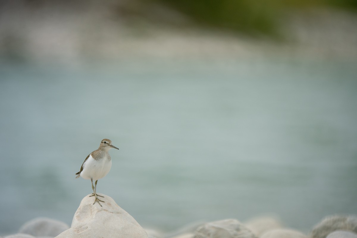 Common Sandpiper - ML620714008