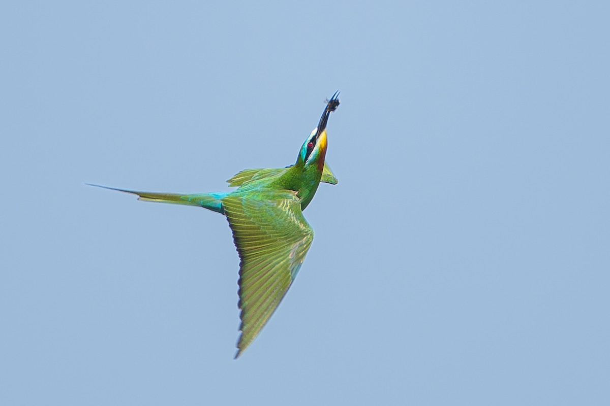 Blue-cheeked Bee-eater - ML620714009