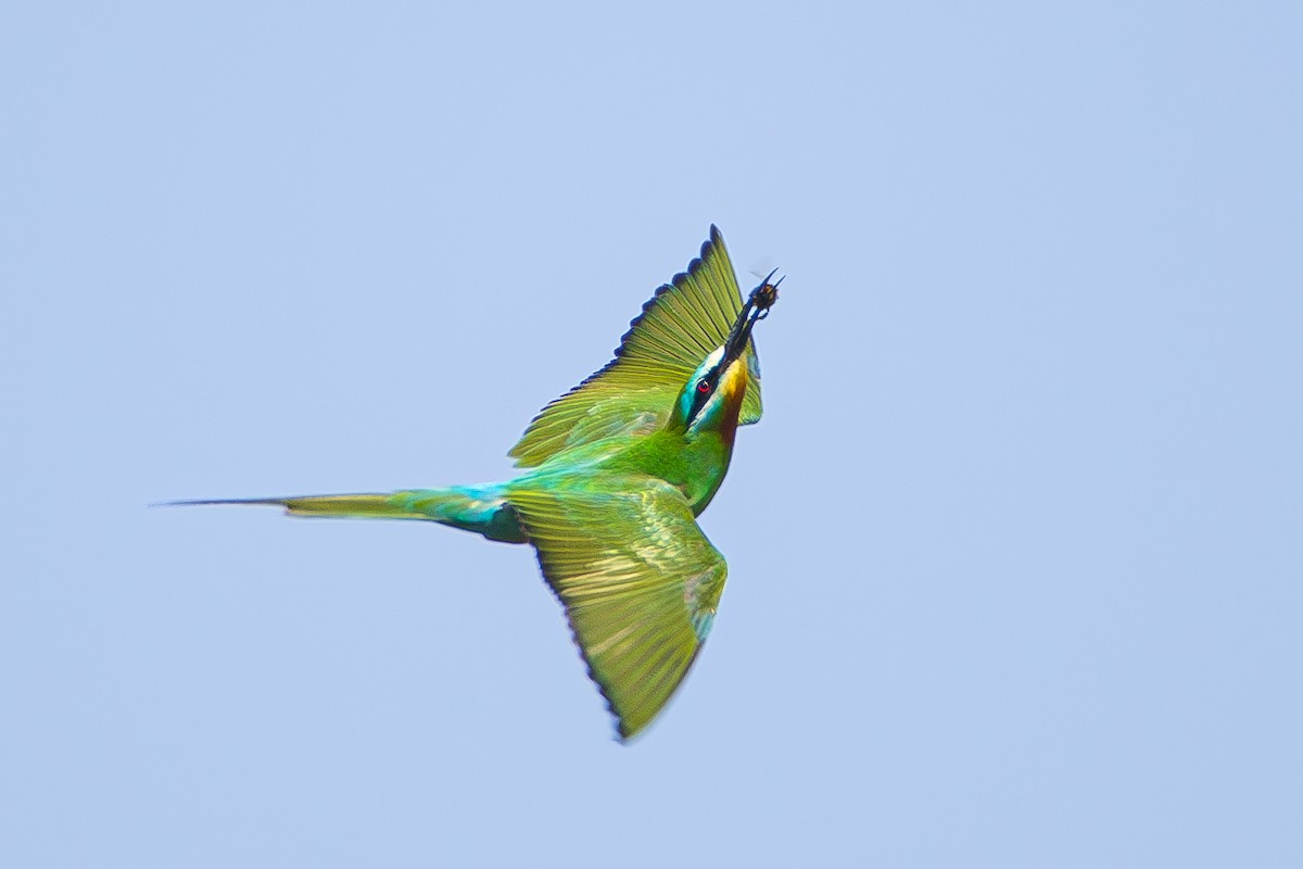 Blue-cheeked Bee-eater - Yonatan Gordon