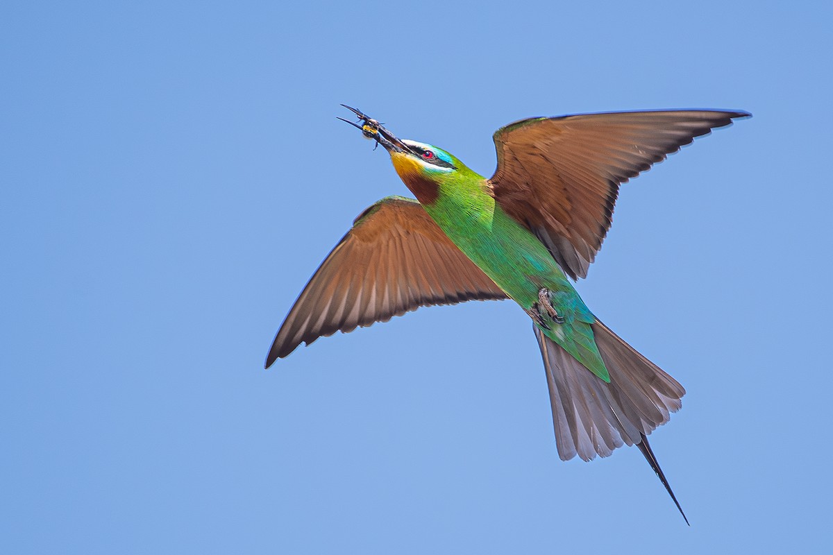 Blue-cheeked Bee-eater - ML620714011