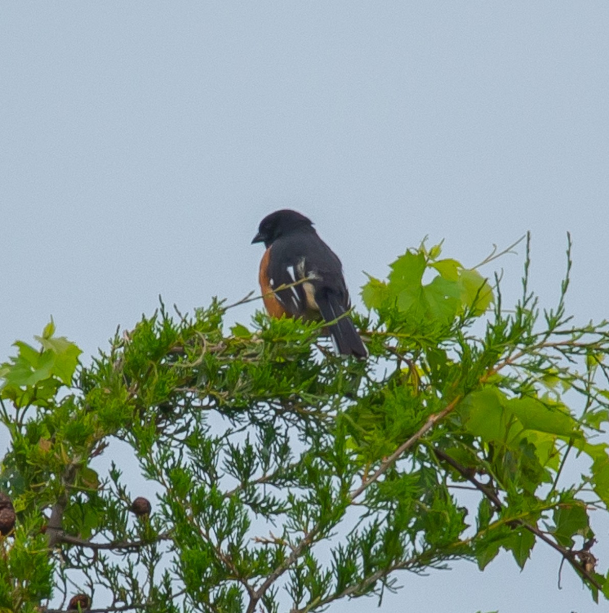 ワキアカトウヒチョウ - ML620714012