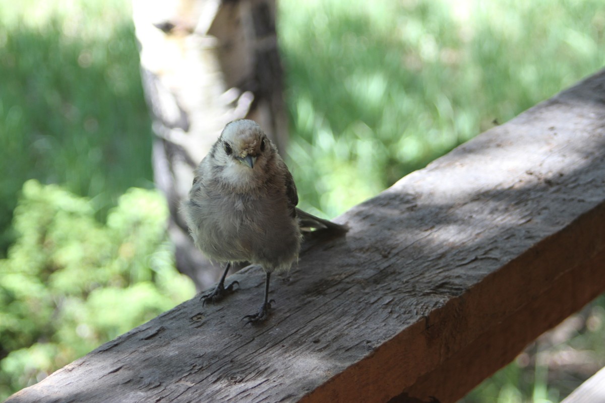 Canada Jay - ML620714013