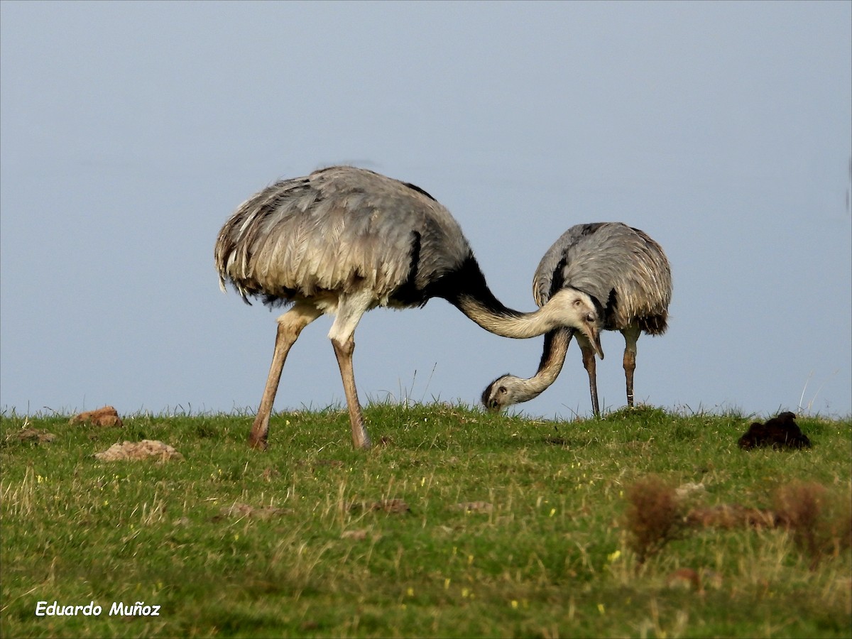 Greater Rhea - ML620714014