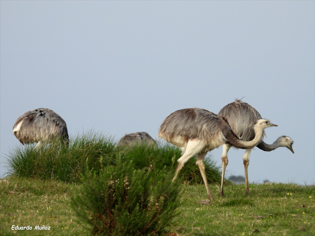 Greater Rhea - ML620714015