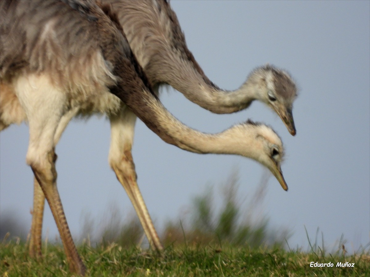 Greater Rhea - ML620714016