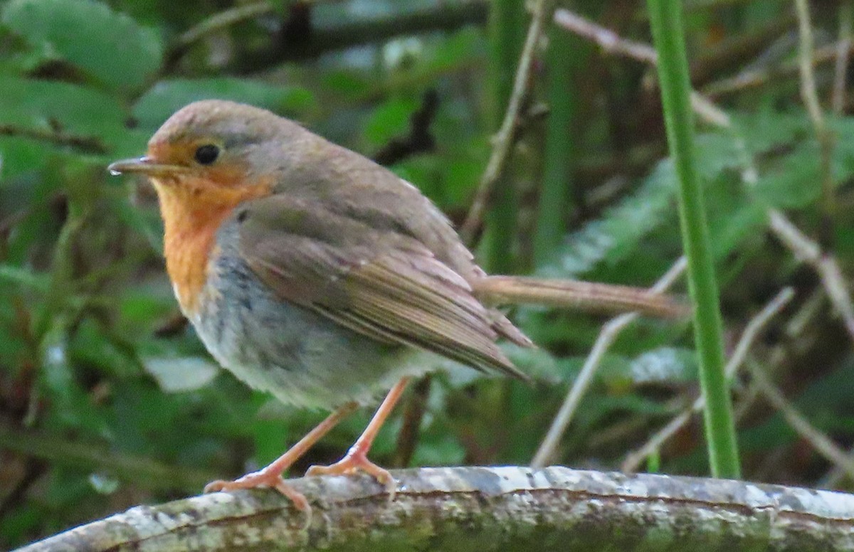 European Robin - ML620714017