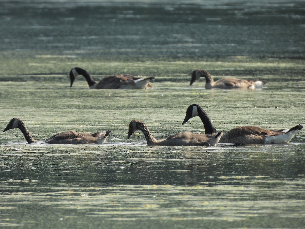 Canada Goose - ML620714020