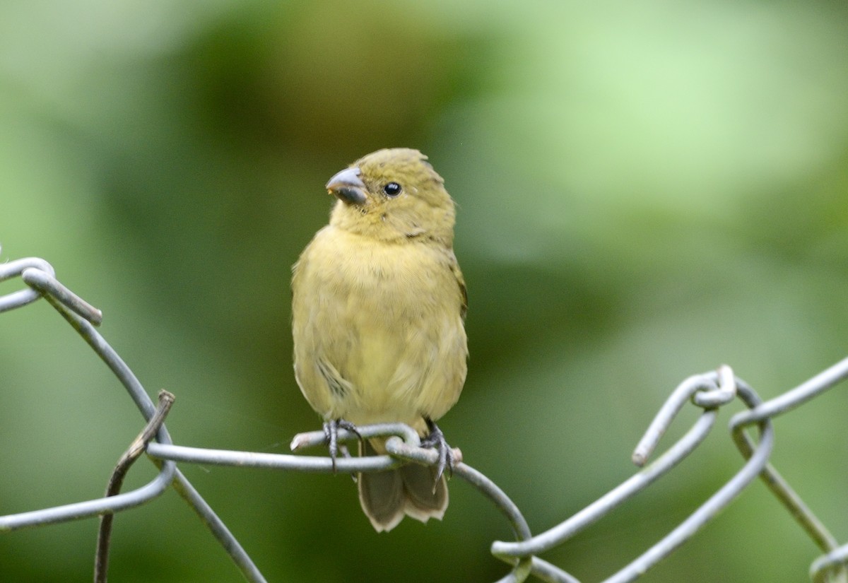 Yellow-bellied Seedeater - ML620714021