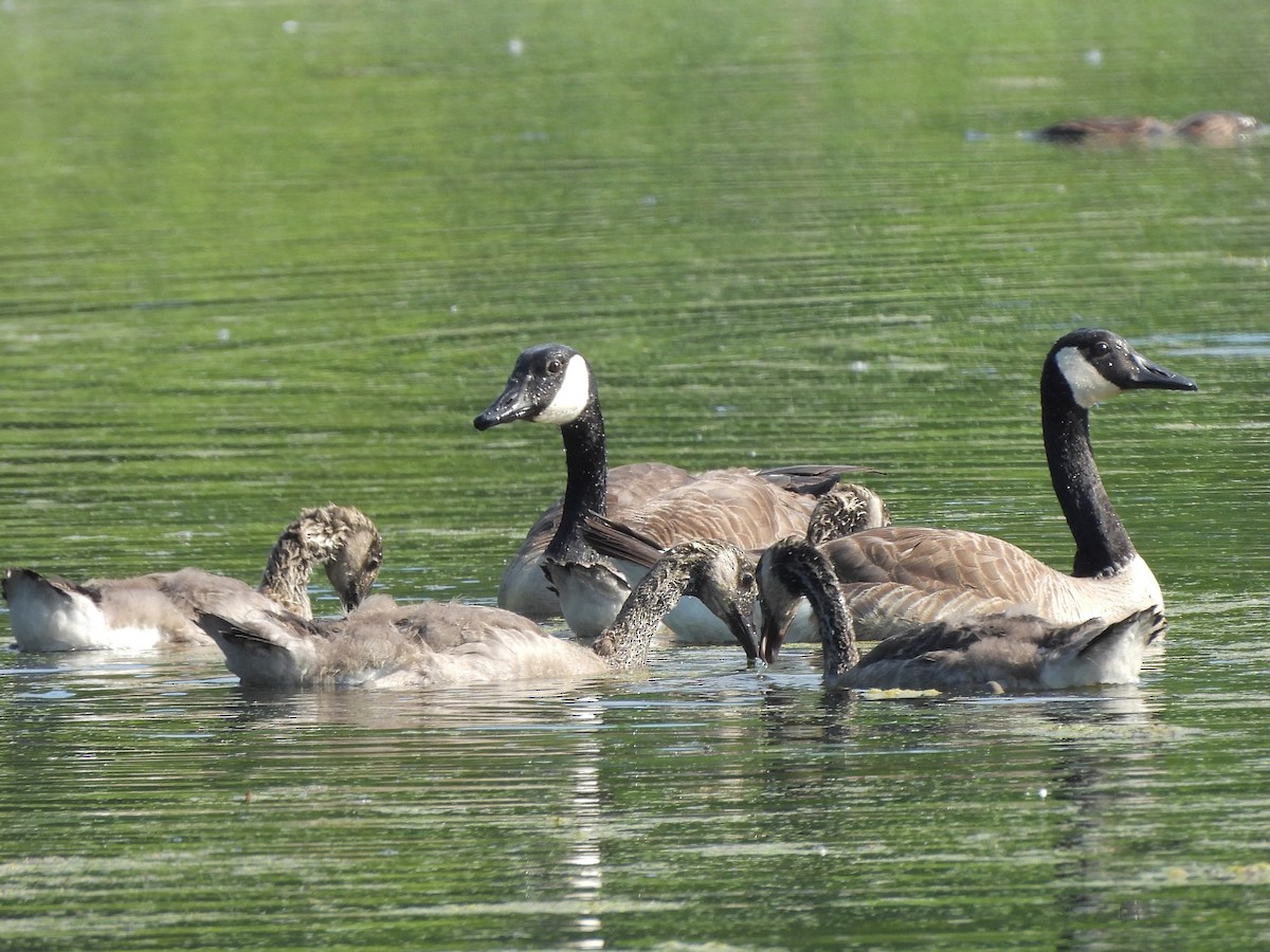 Canada Goose - ML620714025