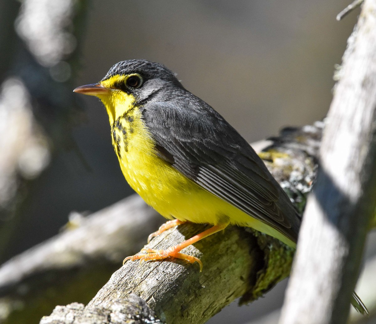 Canada Warbler - Lawrence Grennan