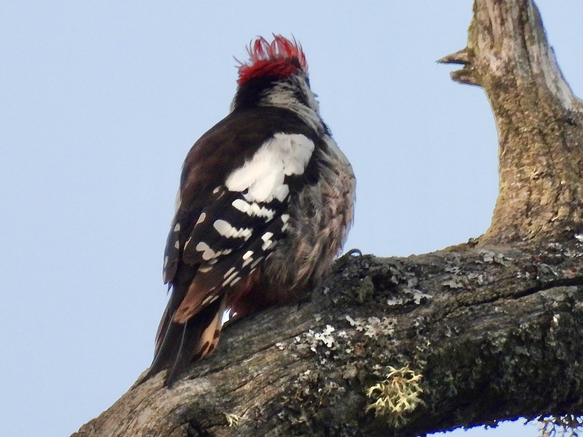 Middle Spotted Woodpecker - ML620714029