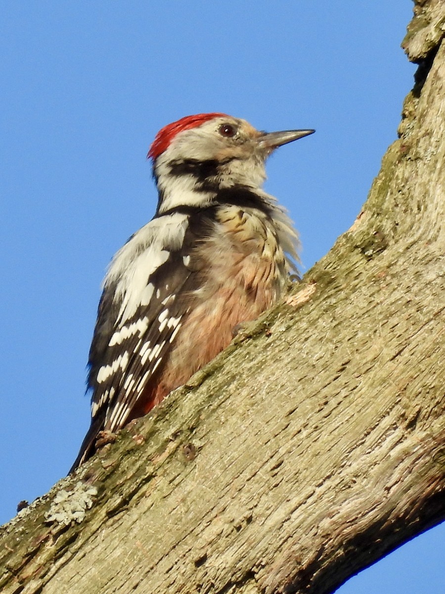 Middle Spotted Woodpecker - ML620714030